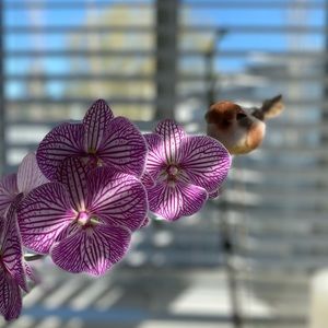 Meet your Posher, Brenda